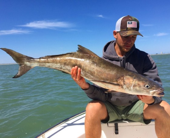 Brandon Sebree 35 LB Cobia caught off Port Canaveral Jetties.