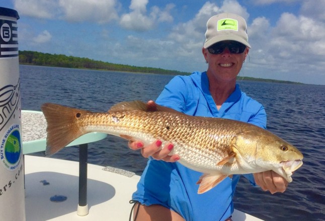 Shiela caught this Redfish sight fishing in the grass.
