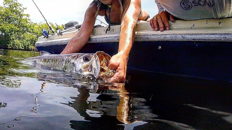 Summertime Tarpon