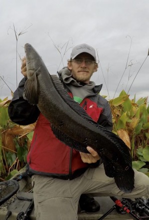 Nice snakehead in the cold rain