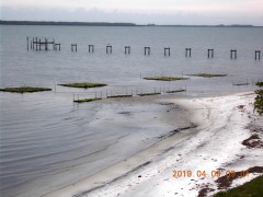 Indian Hills STA Oyster Reef 1