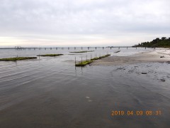 Indian Hills STA Oyster Reef 2