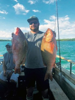Red grouper and grey snapper