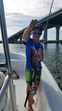 Mangrove Snapper