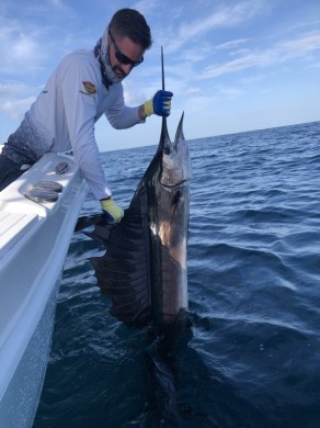 St. Lucie Summer Sailfish