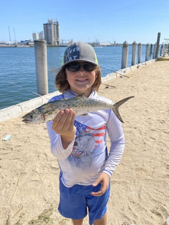 Spanish Mackerel Attack!