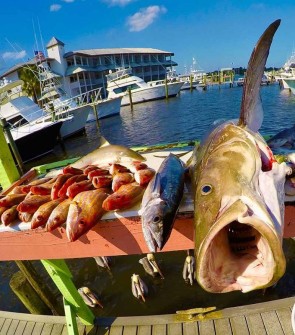 Cobia and Snapper