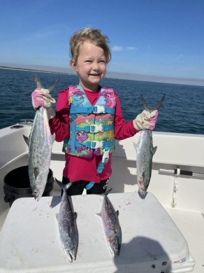 Spanish Mackerel