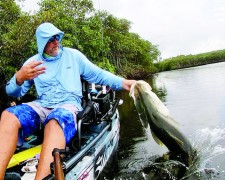 Dave Naumann caught this 41” river snook up in the Loxahatchee River on  an 8” live mullet, 20lb test.