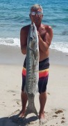 Pete Moccia with a monster cuda from the surf on top water plug.