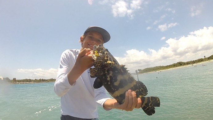 Goliath Grouper