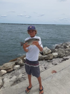 Mangrove snapper