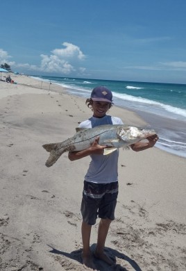 Monster snook