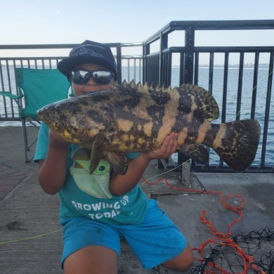 Goliath Grouper