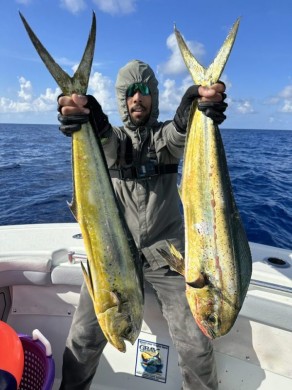 Mahi x2