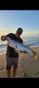 Huge snook