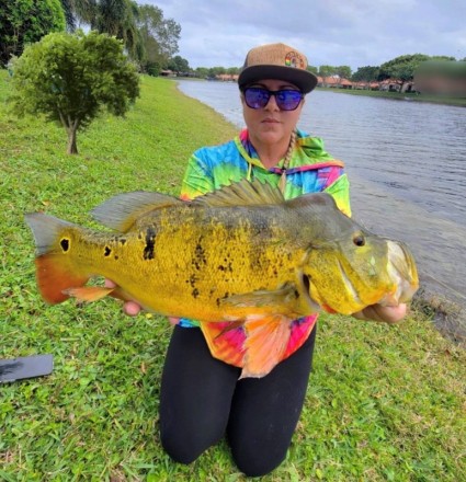 Broward County Peacock Bass