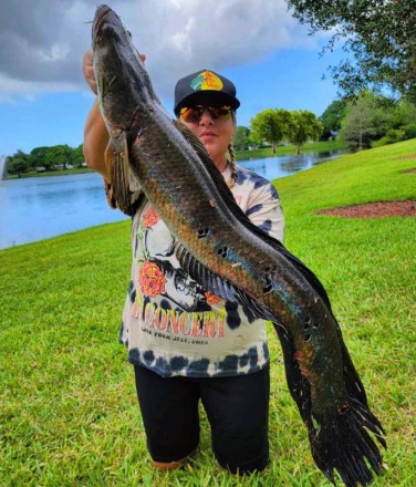 Bullseye Florida Snakehead