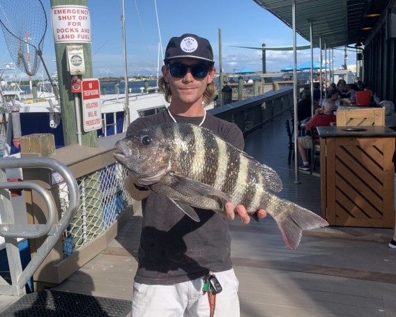 21 inch Sheepshead