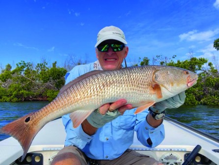 Earl Horecky caught this beautiful redfish in the Bokeelia mangroves w/ live shrimp.