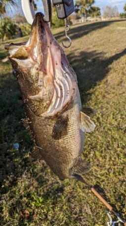 PB Bass 7.6 LBS