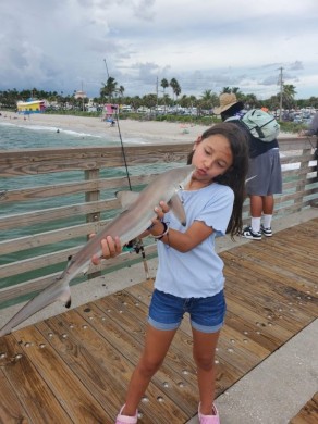Blacktip Shark