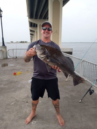 Black drum indian river lagoon