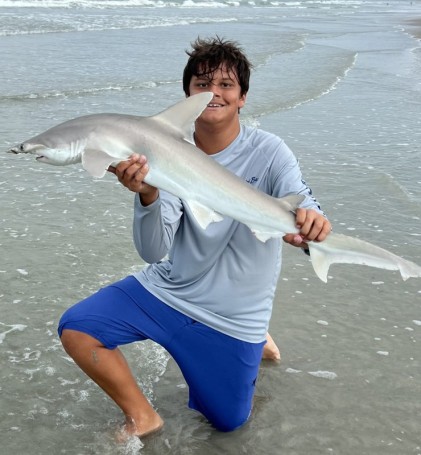 Shark