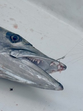 GIANT caught by the skin of his teeth! LITERALLY