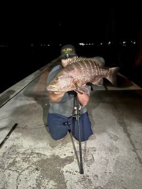 Mullet run, unseen action below the surface