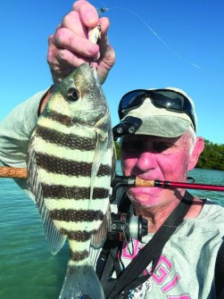 George Peters w/ a nice sheepshead in Estero bay.