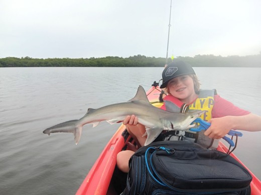Atlantic Sharpnose Shark