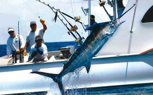 bimini-sportfishing | Coastal Angler & The Angler Magazine