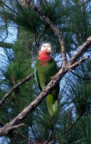 bah-parrot-may-10-09-abaco-blog