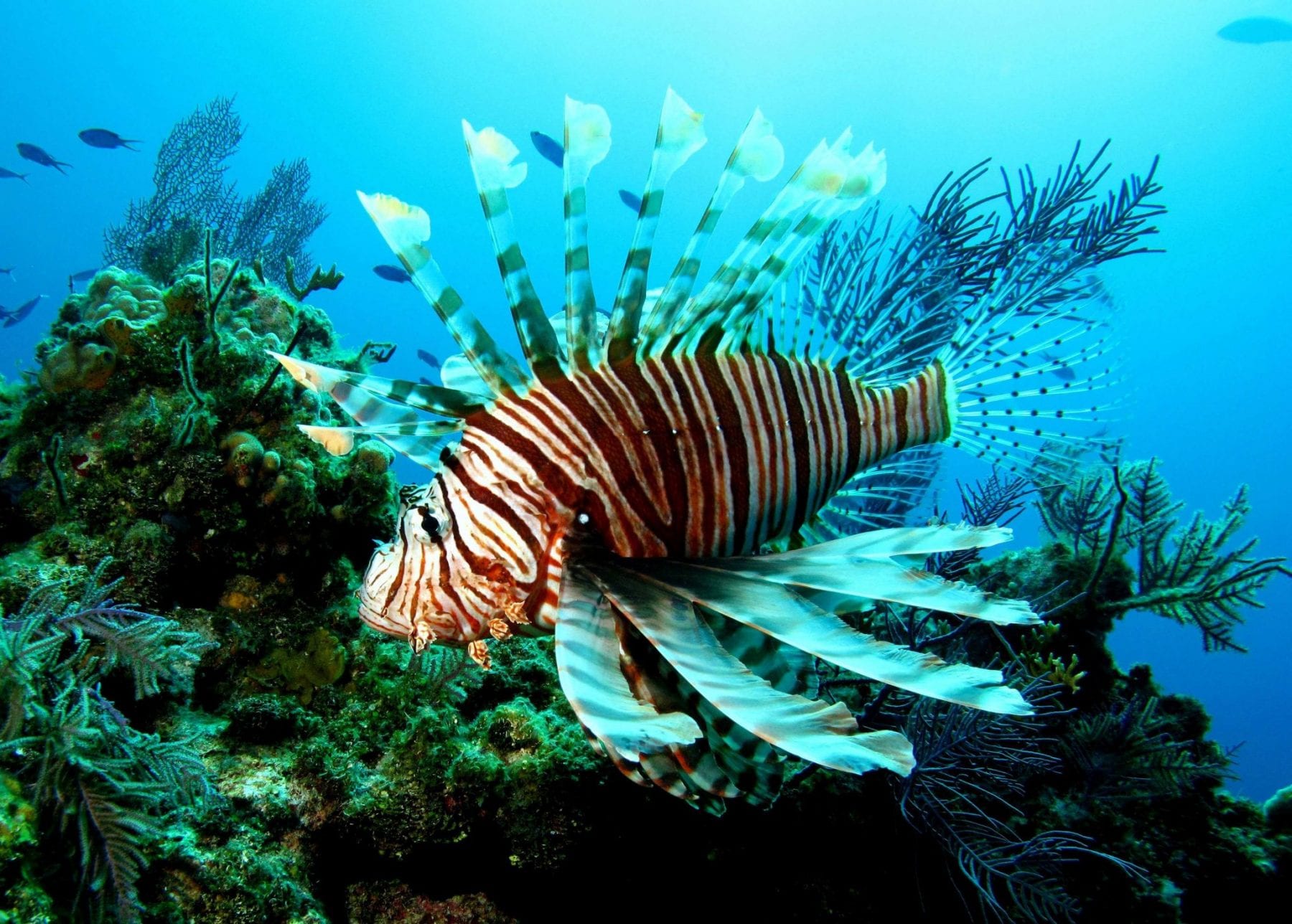 fish lionfish lion reef ikan