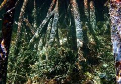 Bimini Bahamas diving