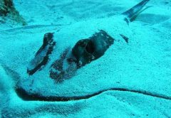 Abaco Bahamas diving