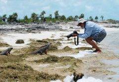 Bahamas iguana