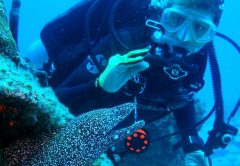 Bimini Bahamas diving