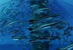 South Eleuthera Bahamas diving