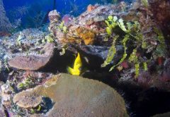 Grand Bahama reef