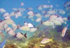 Nassau Bahamas diving