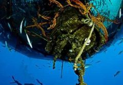 Diving in South Eleuthera