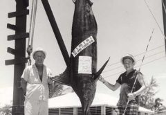 Offshore Bahamas marlin fishing in Bimini