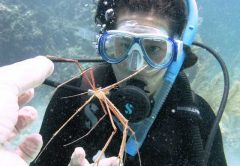 Photo of an arrow crab under the sea in Abaco, Bahamas.