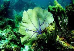 Sea fan photo