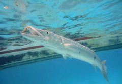 Barracuda photo