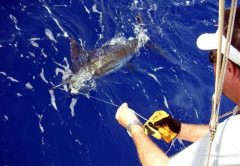 Marlin photo
