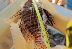 lionfish photo