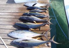 Yellowfin tuna on Nassau dock photo